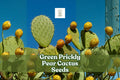 Green Prickly Pear Cactus Seeds | Opuntia spp. | Drought-Tolerant Succulent for Desert Gardens & Containers