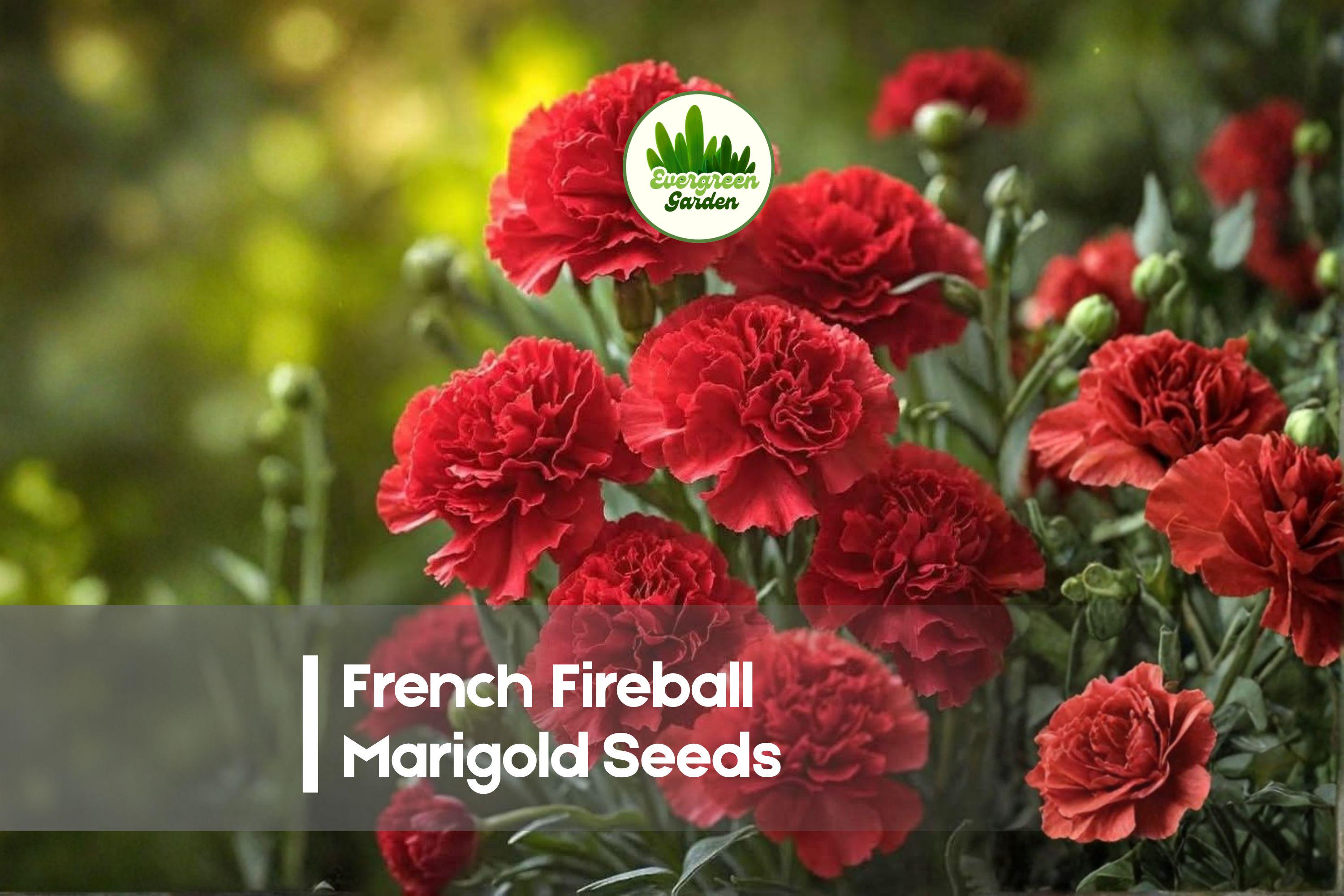 French Fireball Marigold Seeds – 25+ Tagetes patula, Vibrant Red & Orange Blooms, Compact Annual for Borders & Containers