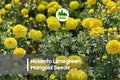 25+ Nosento Limegreen Marigold Seeds – Tagetes spp. Soft Lime Green & Pale Yellow Annual Flower for Borders & Containers