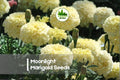 25+ Moonlight Marigold Seeds - Creamy Yellow Pastel Annual Flower for Borders, Containers, and Gardens | Tagetes spp.