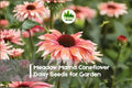 200+ Meadow Mama Coneflower Daisy Seeds - Pink & White Bicolor Echinacea purpurea Perennials for Borders, Pollinator Gardens
