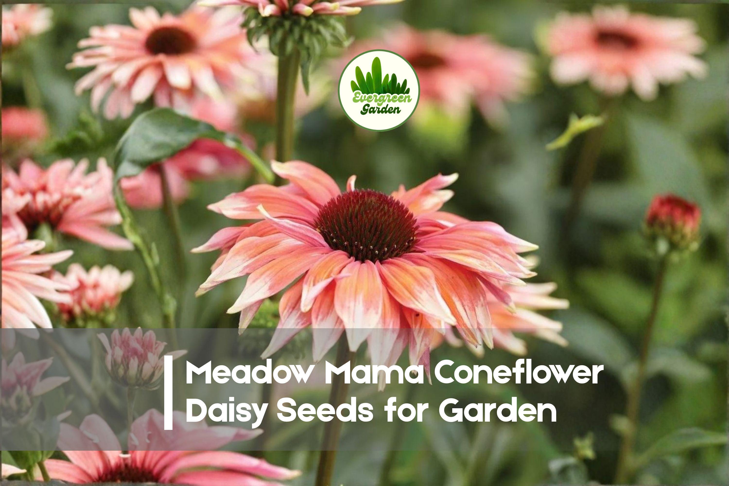 200+ Meadow Mama Coneflower Daisy Seeds - Pink & White Bicolor Echinacea purpurea Perennials for Borders, Pollinator Gardens