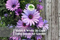 Violet & White 3D Cape Daisy Seeds | Osteospermum ecklonis | Bicolor Blooms for Garden, Containers & Borders