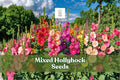 Mixed Hollyhock Seeds (Alcea rosea) – 100+ Non-GMO, Tall Cottage Garden Flowers, Long-Blooming, Pollinator-Friendly