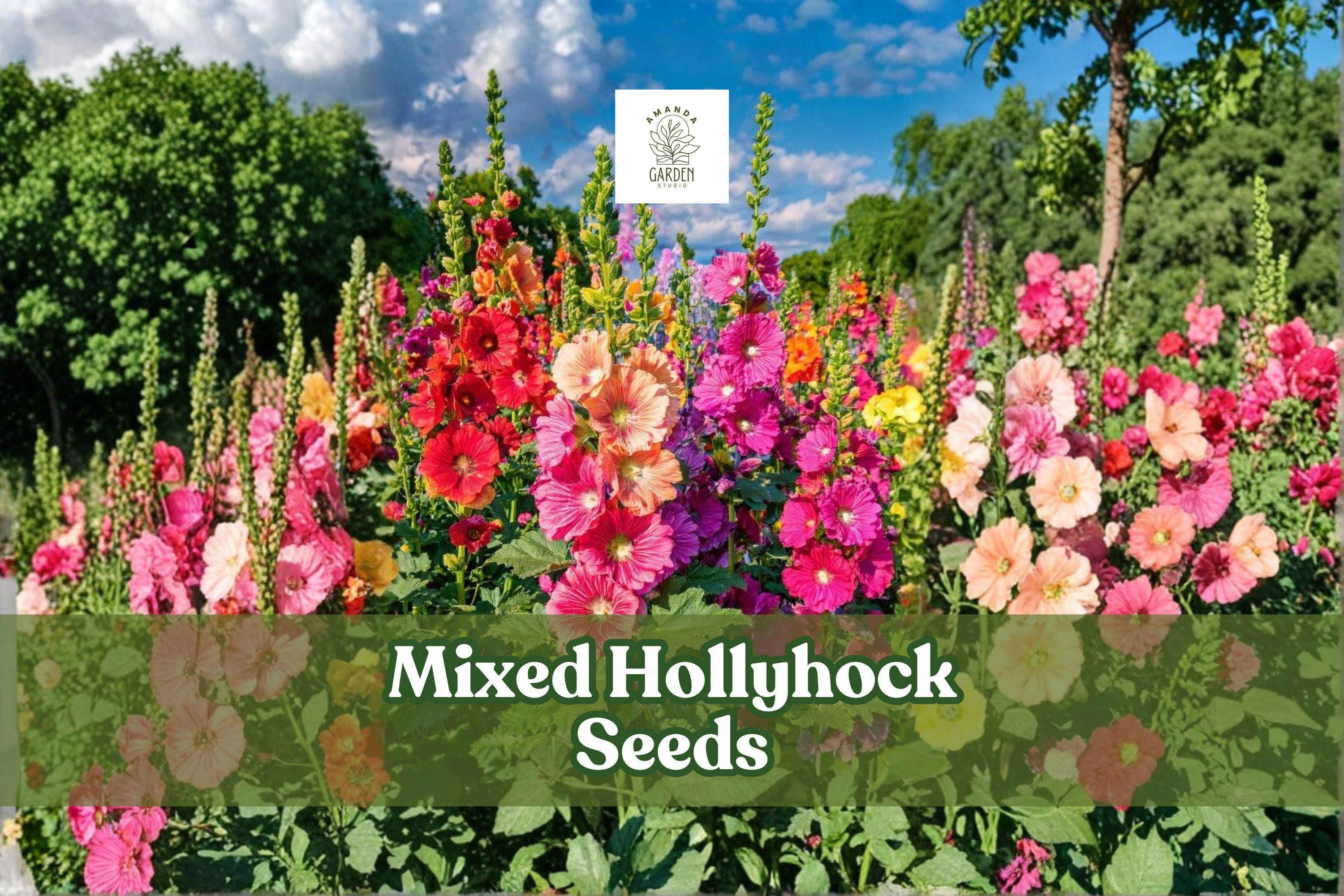 Mixed Hollyhock Seeds (Alcea rosea) – 100+ Non-GMO, Tall Cottage Garden Flowers, Long-Blooming, Pollinator-Friendly