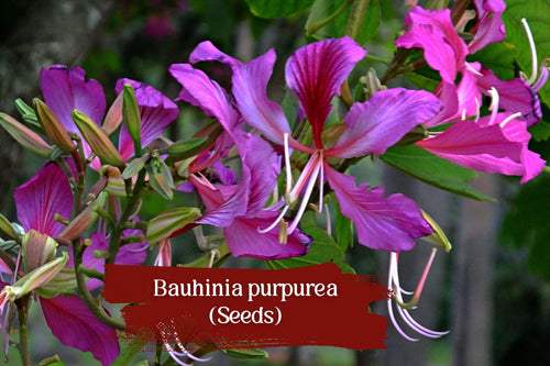 10 Bauhinia purpurea Seeds – Butterfly Tree, Purple Orchid Tree, Flowering Shade, Tropical Ornamental Planting