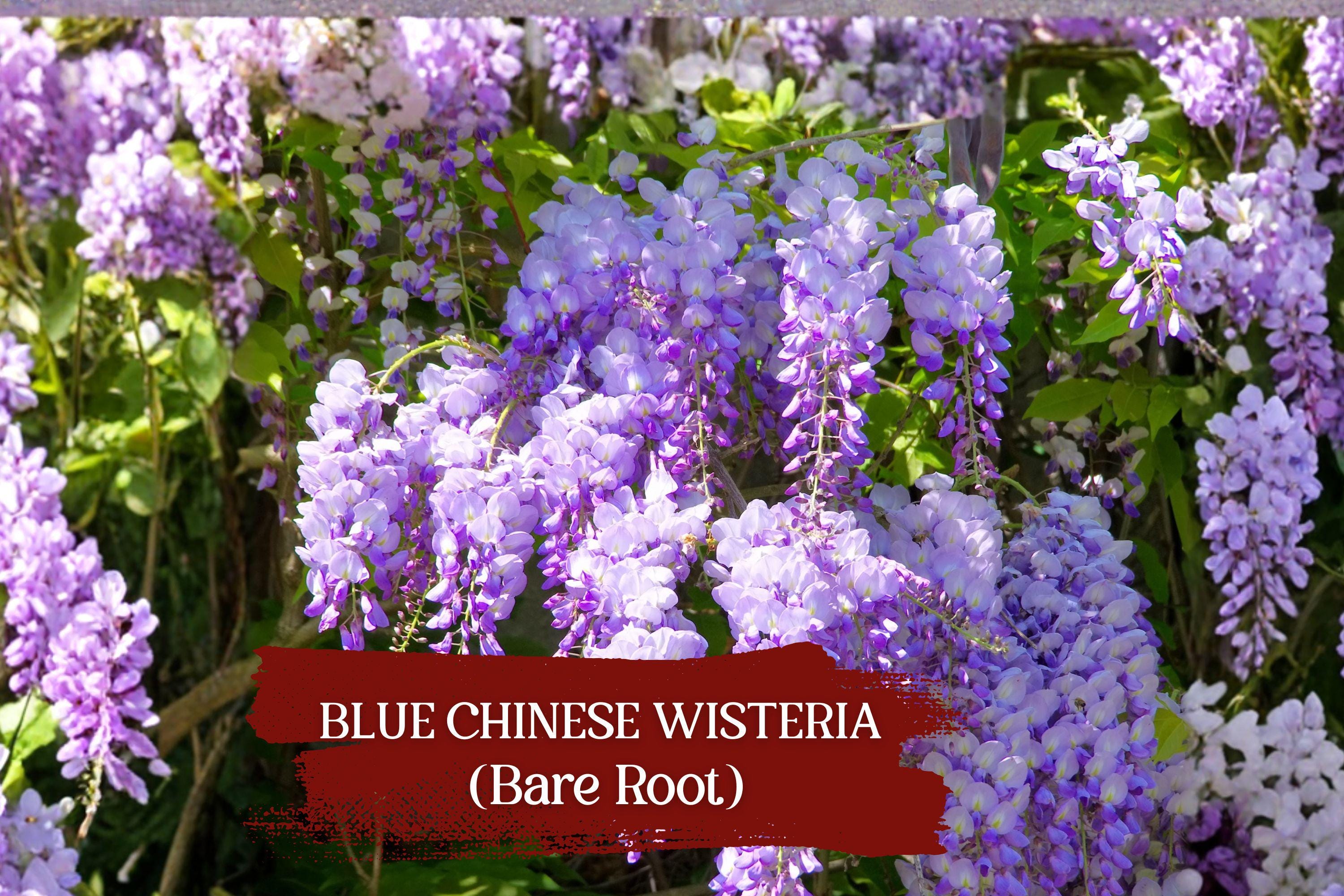 Blue Chinese Wisteria Vine Bare Root – Purple Flowering Climber Wisteria sinensis for Garden, Fence, Pergola
