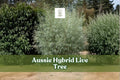 Aussie Hybrid Fast-Growing Live Tree – Outdoor Landscape Plant for Yard and Garden