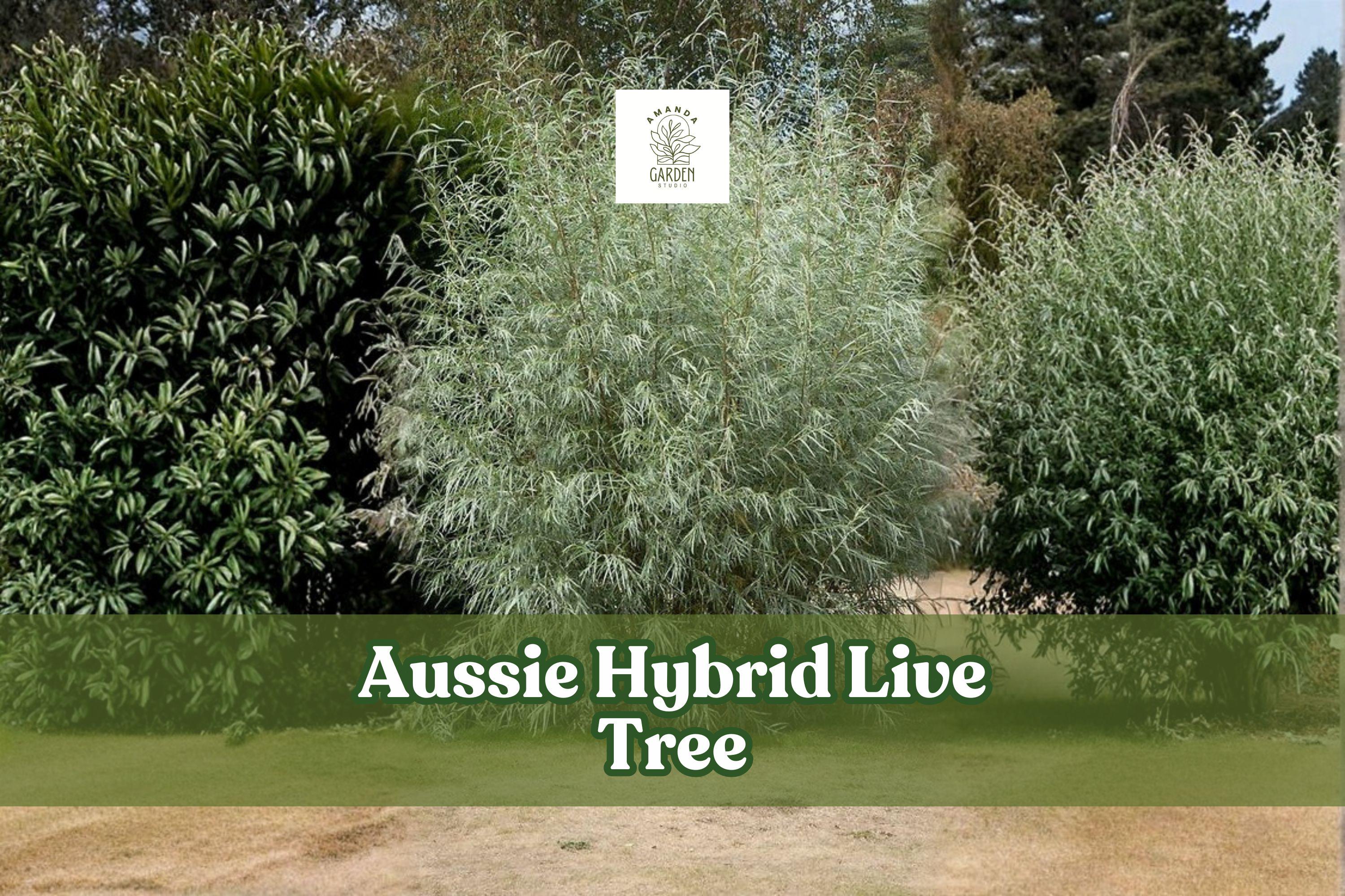 Aussie Hybrid Fast-Growing Live Tree – Outdoor Landscape Plant for Yard and Garden