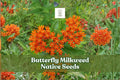 Butterfly Milkweed Seeds – Native Wildflower, Orange, Monarch Attractant, Asclepias tuberosa, Perennial, Drought-Tolerant