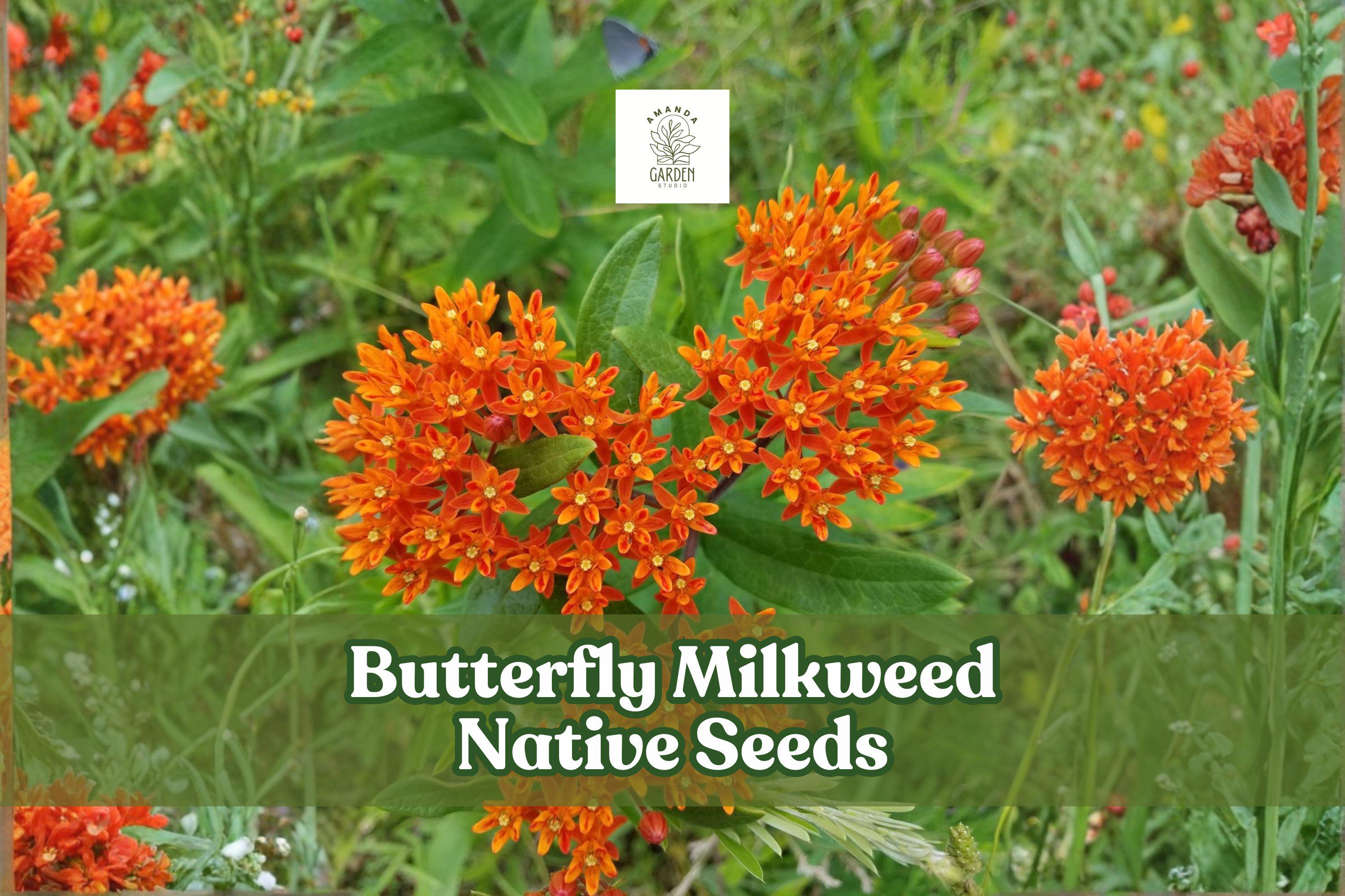 Butterfly Milkweed Seeds – Native Wildflower, Orange, Monarch Attractant, Asclepias tuberosa, Perennial, Drought-Tolerant