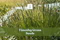 Timothy Grass Seeds (Phleum pratense, Climax Variety) – 2,000 Non-GMO Forage, Hay, Cover Crop, Wildlife Food Plot