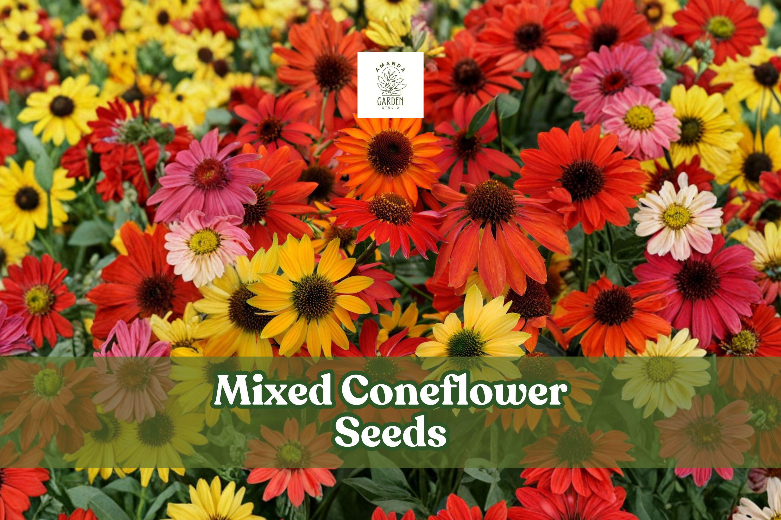 Mixed Coneflower Seeds (Echinacea purpurea) – 1,000 Non-GMO Wildflower Seeds for Pollinator Gardens, Perennials, Drought-Tolerant