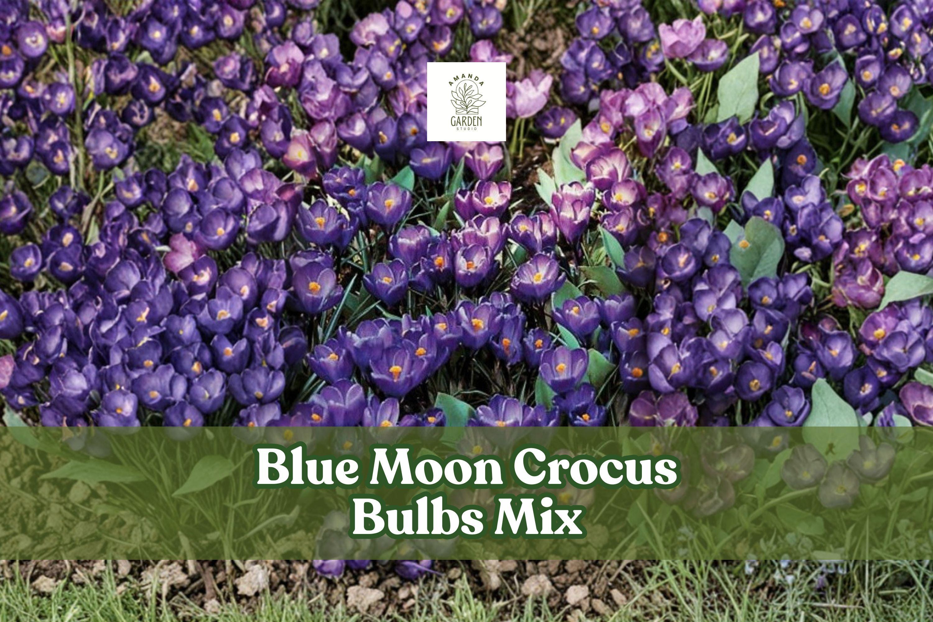Blue Moon Crocus Bulbs Mix – 40 Large Perennial Flower Bulbs with Vibrant Purple, Blue & Lavender Blooms – Crocus spp.