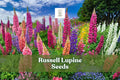 200+ Russell Lupine Seeds | Lupinus polyphyllus Perennial Wildflower Mix | Vibrant Colorful Flowering Seeds for Gardens