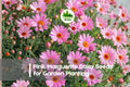 200+ Pink Marguerite Daisy Seeds | Argyranthemum frutescens Pink Flower Seeds for Borders & Containers