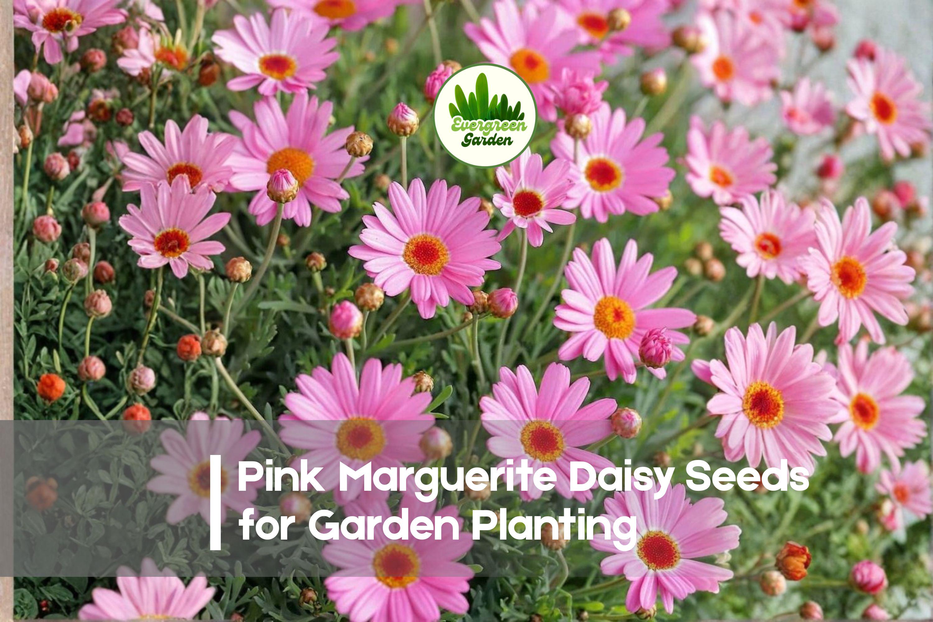 200+ Pink Marguerite Daisy Seeds | Argyranthemum frutescens Pink Flower Seeds for Borders & Containers