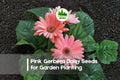 Pink Gerbera Daisy Seeds - 200+ Large Bright Pink Blooms, Attracts Pollinators, Gerbera jamesonii, Perennial, Container & Garden Plant