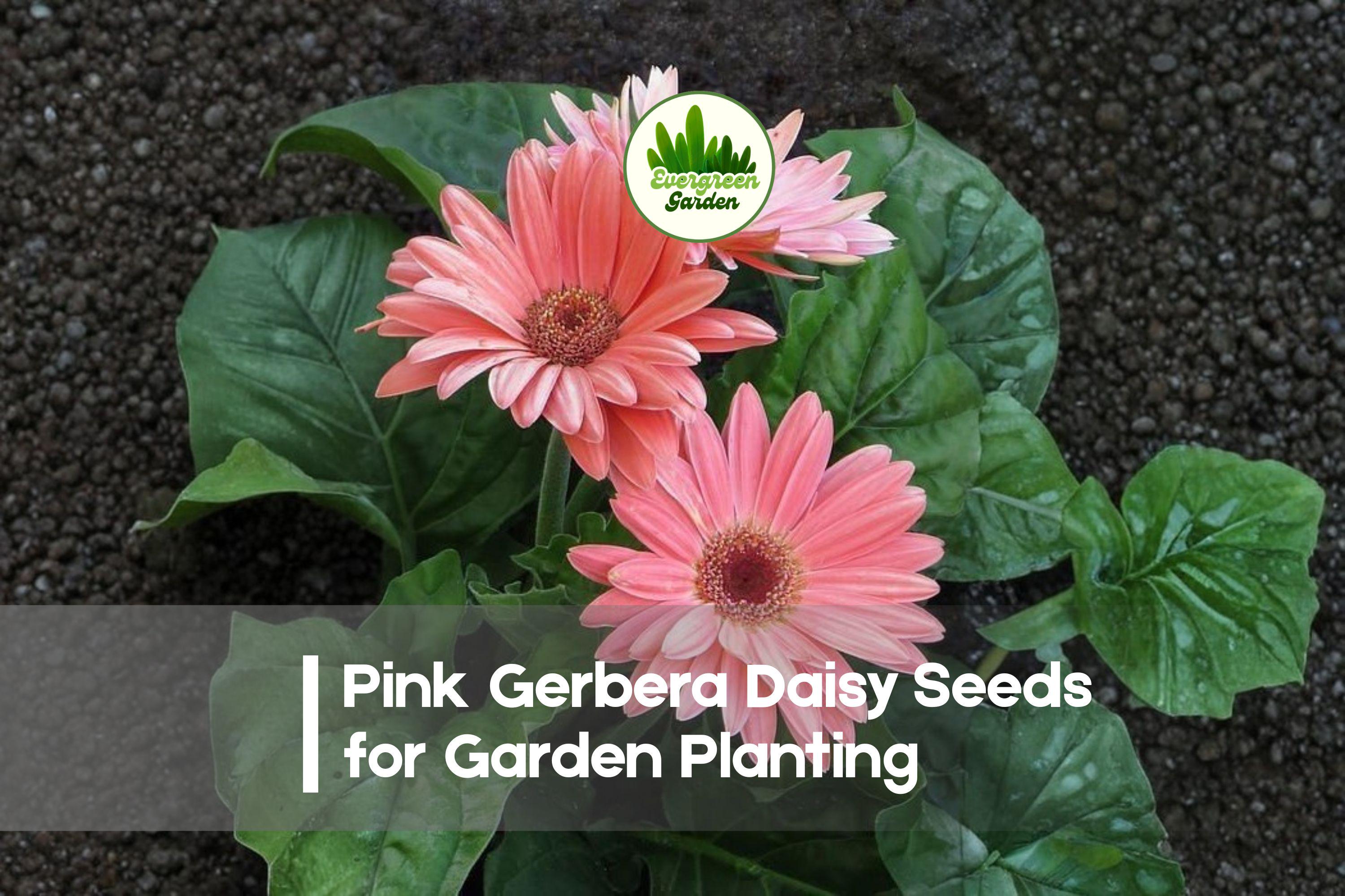 Pink Gerbera Daisy Seeds - 200+ Large Bright Pink Blooms, Attracts Pollinators, Gerbera jamesonii, Perennial, Container & Garden Plant