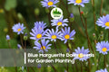 Blue Marguerite Daisy Seeds – 200+ Felicia amelloides Blue Flowers for Borders, Containers & Pollinator Gardens