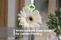 200+ White Gerbera Daisy Seeds – Gerbera jamesonii ‘White’ for Borders, Containers & Cut Flowers