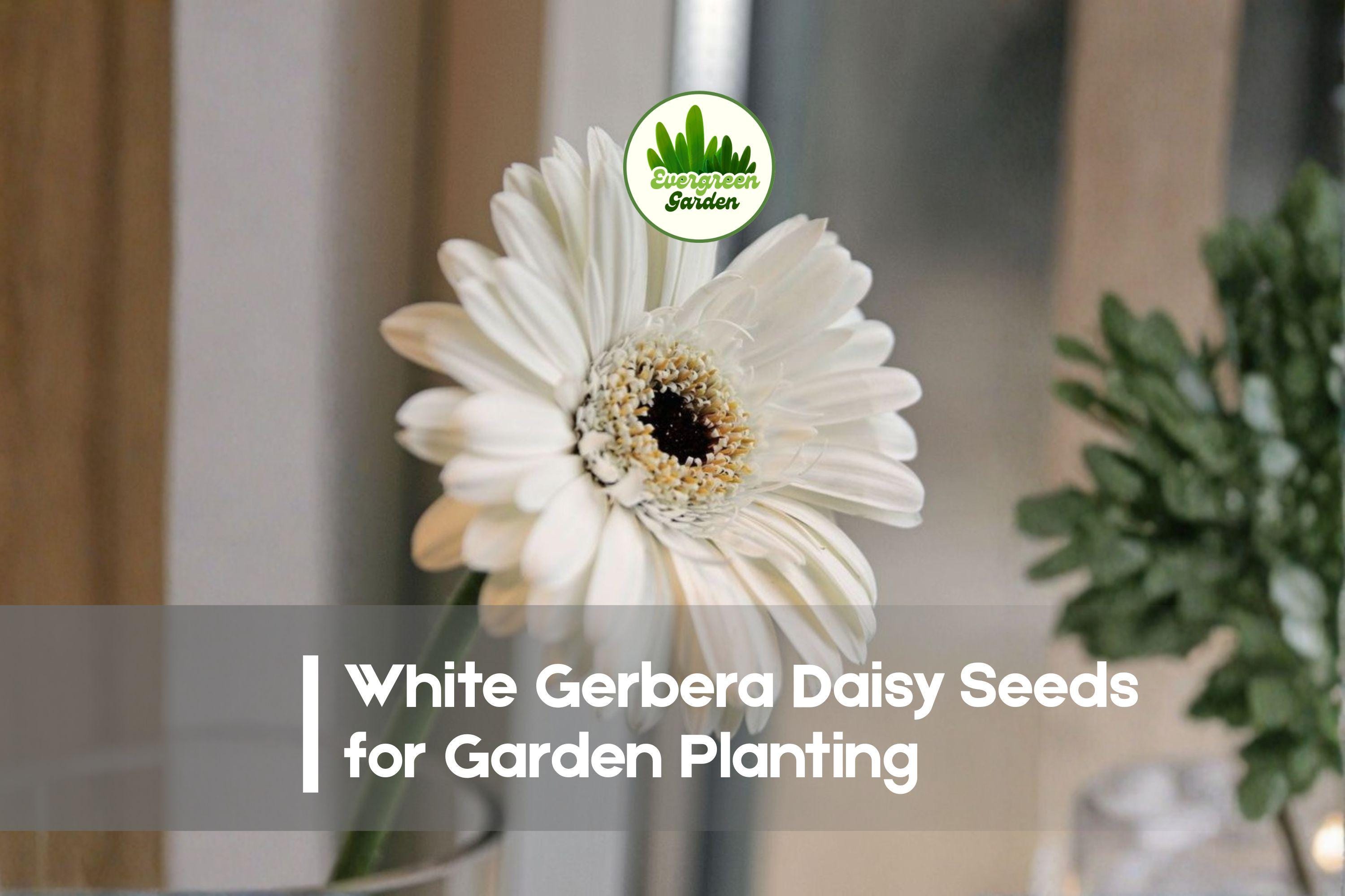 200+ White Gerbera Daisy Seeds – Gerbera jamesonii ‘White’ for Borders, Containers & Cut Flowers