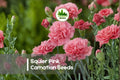 200 Squier Pink Carnation Seeds - Soft Pink Dianthus Caryophyllus Flower Seeds for Garden, Pots & Borders