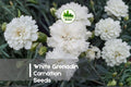White Grenadin Carnation Seeds – 200 Pure White Dianthus Caryophyllus Flower Seeds for Borders, Pots & Cut Flowers