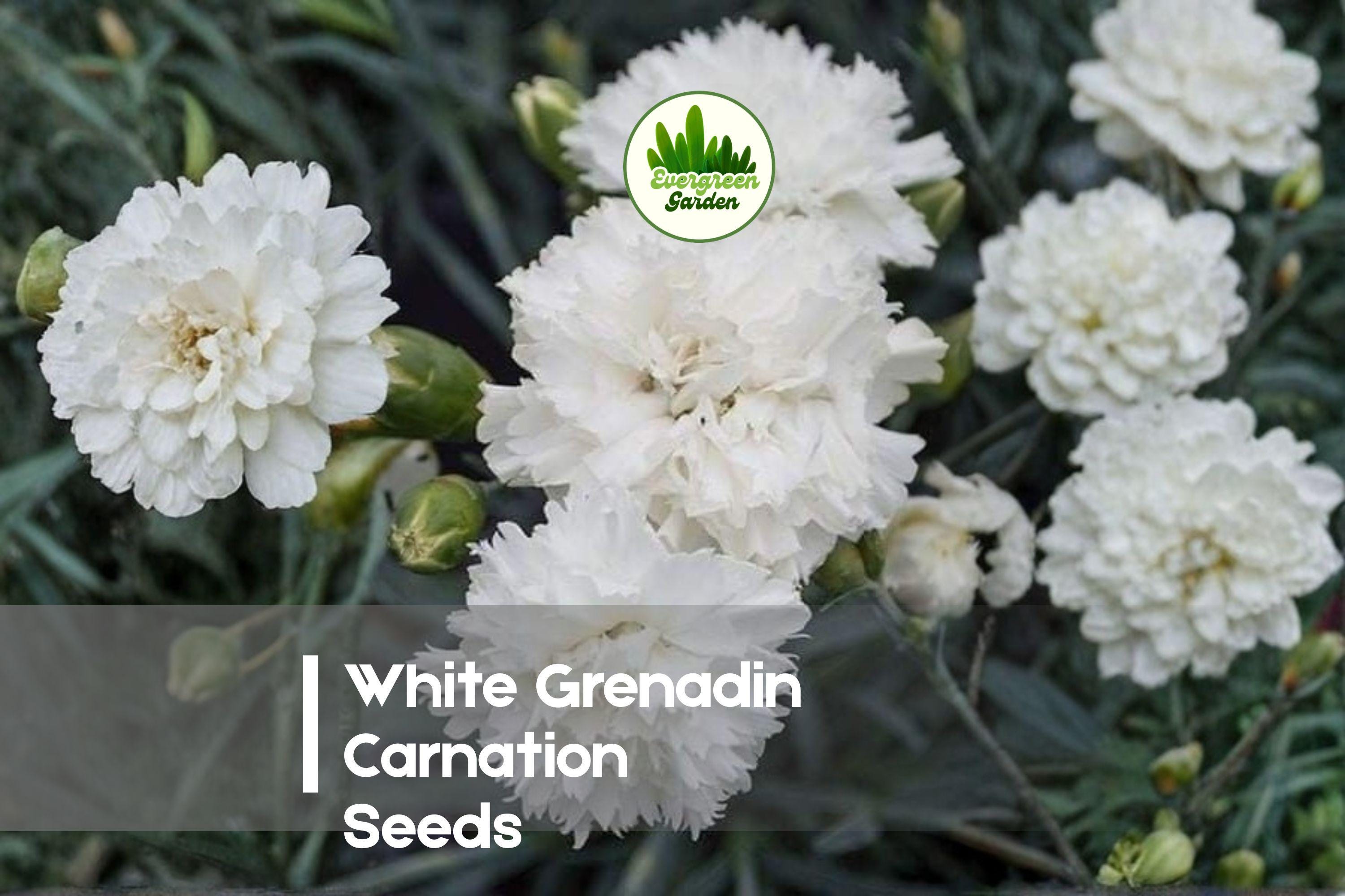 White Grenadin Carnation Seeds – 200 Pure White Dianthus Caryophyllus Flower Seeds for Borders, Pots & Cut Flowers