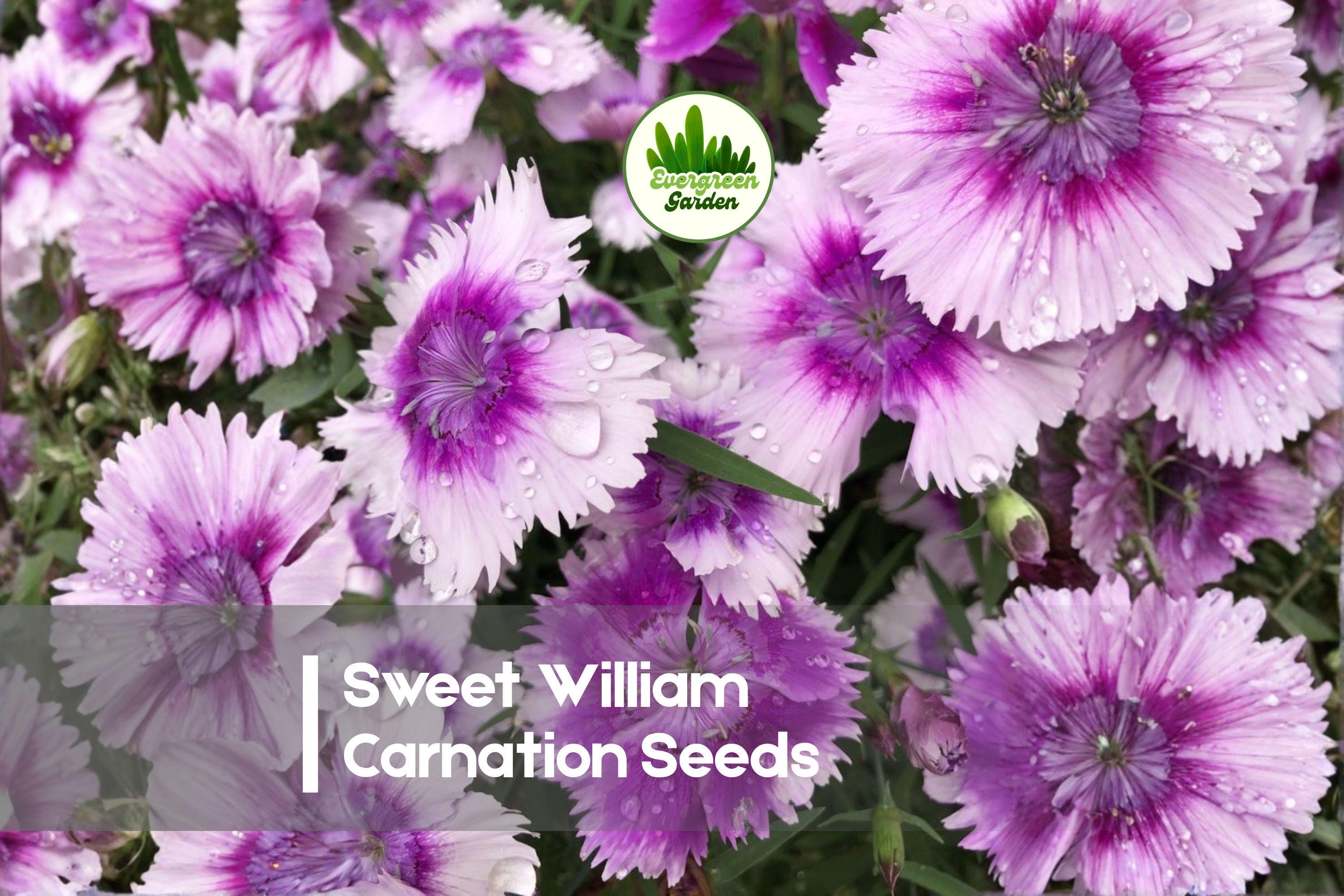 200 Sweet William Carnation Seeds - Colorful Dianthus barbatus for Borders, Cut Flowers & Cottage Gardens