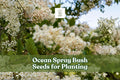 Ocean Spray Bush Seeds – Holodiscus Discolor Native Wildflower for Pollinator Gardens & Landscaping