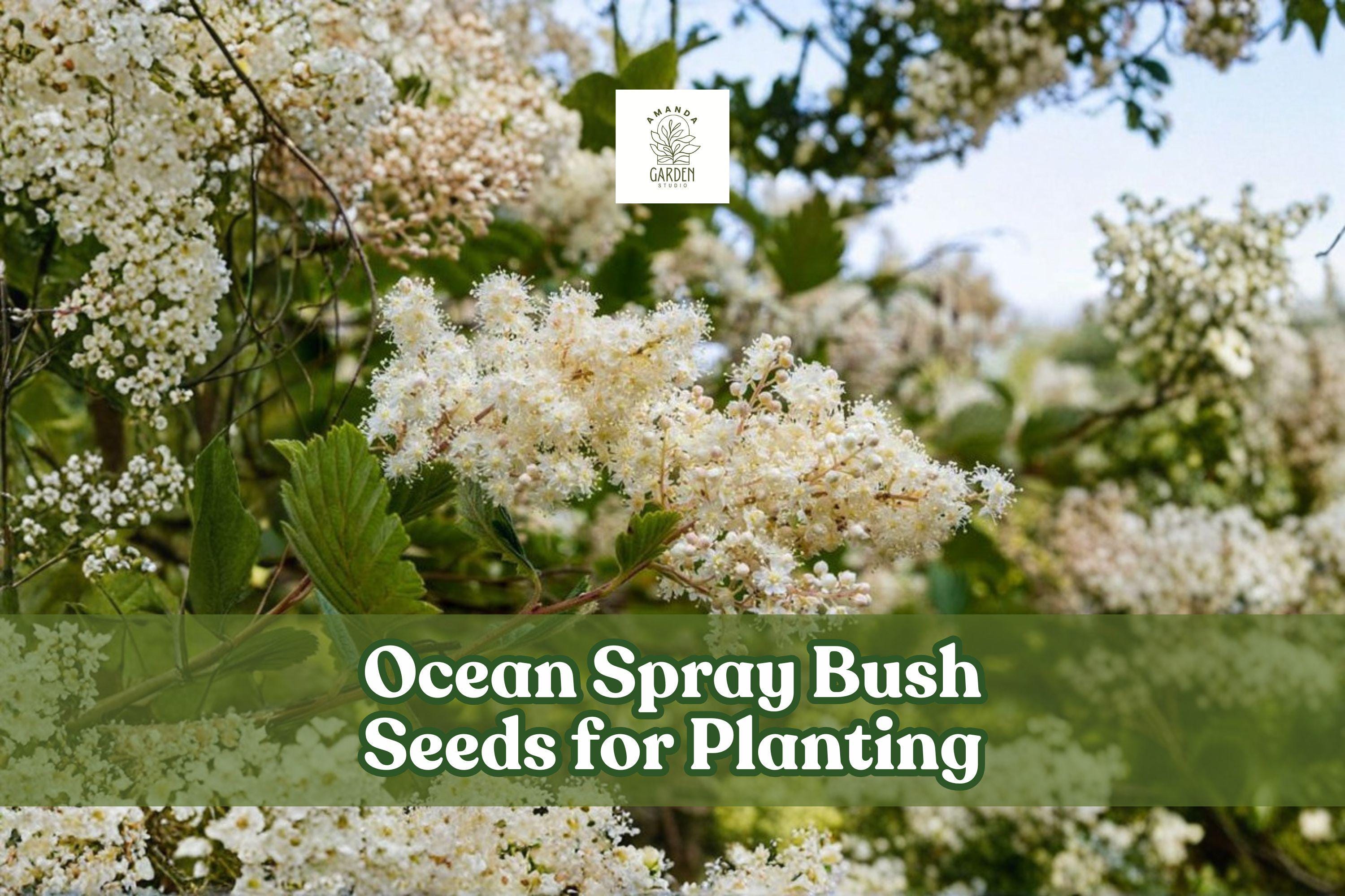 Ocean Spray Bush Seeds – Holodiscus Discolor Native Wildflower for Pollinator Gardens & Landscaping