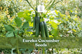 Eureka Cucumber Seeds – Heirloom, Pickling & Slicing Variety, Non-GMO, 50 Seeds Cucumis sativus