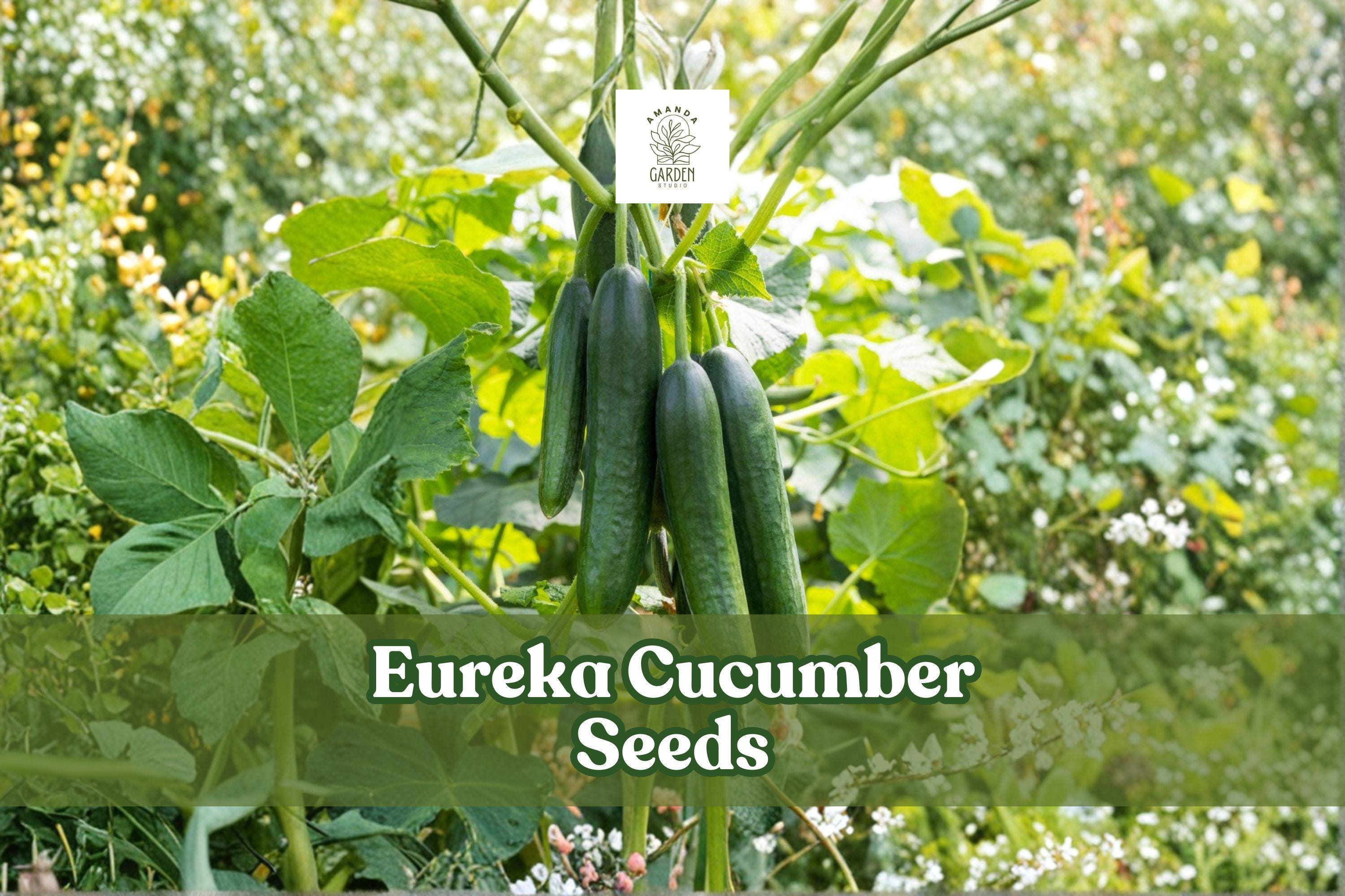 Eureka Cucumber Seeds – Heirloom, Pickling & Slicing Variety, Non-GMO, 50 Seeds Cucumis sativus