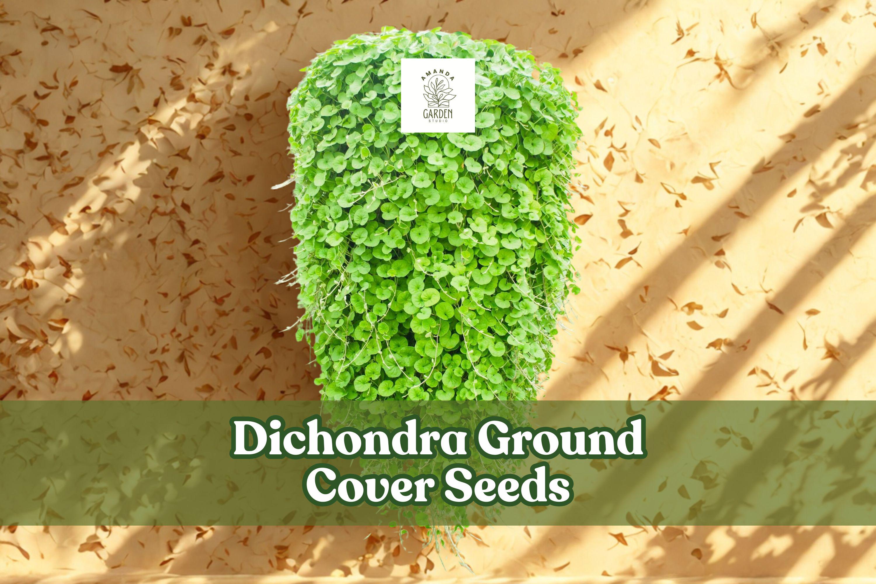 Dichondra repens Seeds – Ground Cover Lawn Alternative, Evergreen, Low-Growing, 100 Seeds