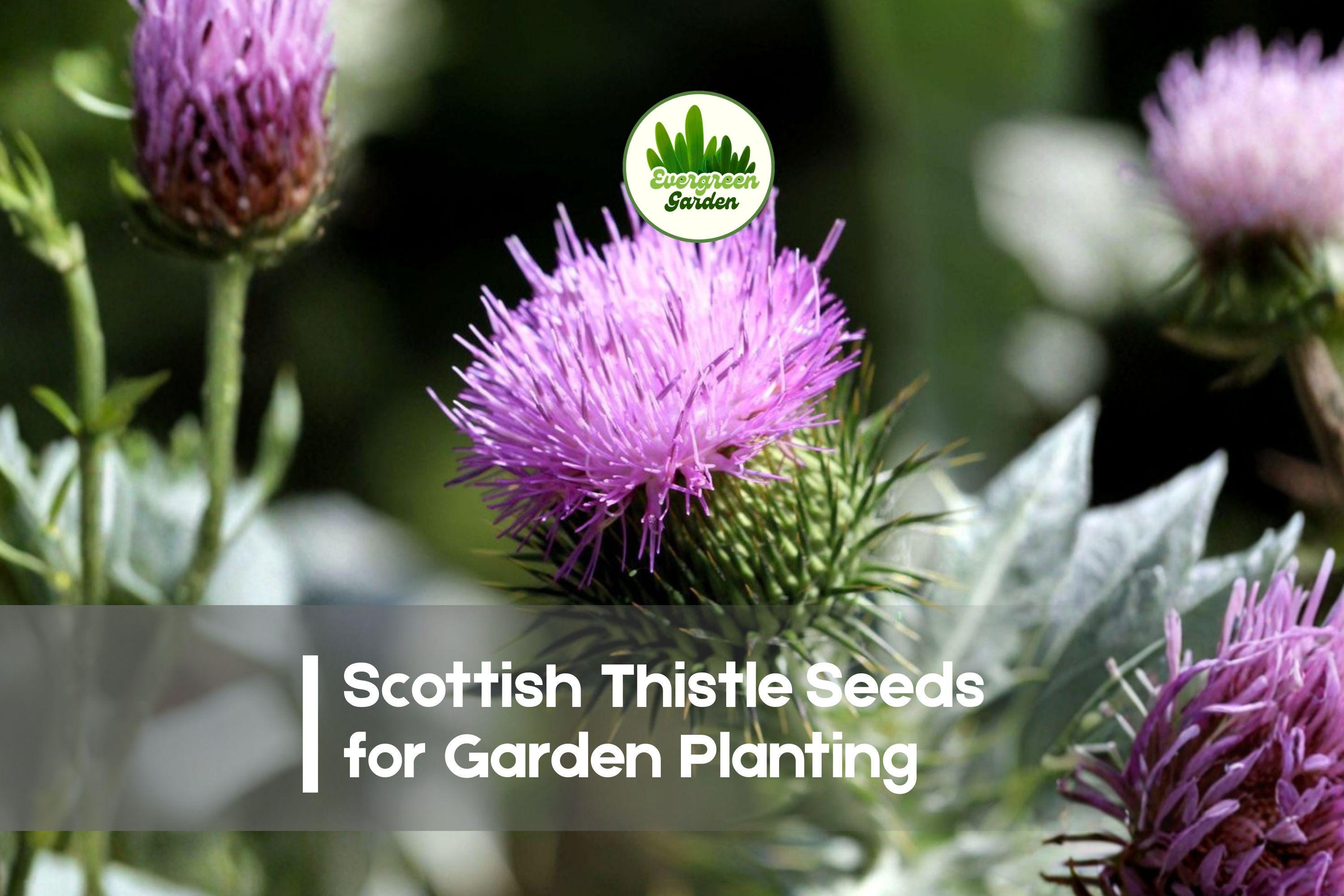 Scottish Thistle Seeds - 200+ Purple Blooms, Drought-Tolerant, Pollinator-Friendly, Onopordum acanthium, Wildflower & Border Plant