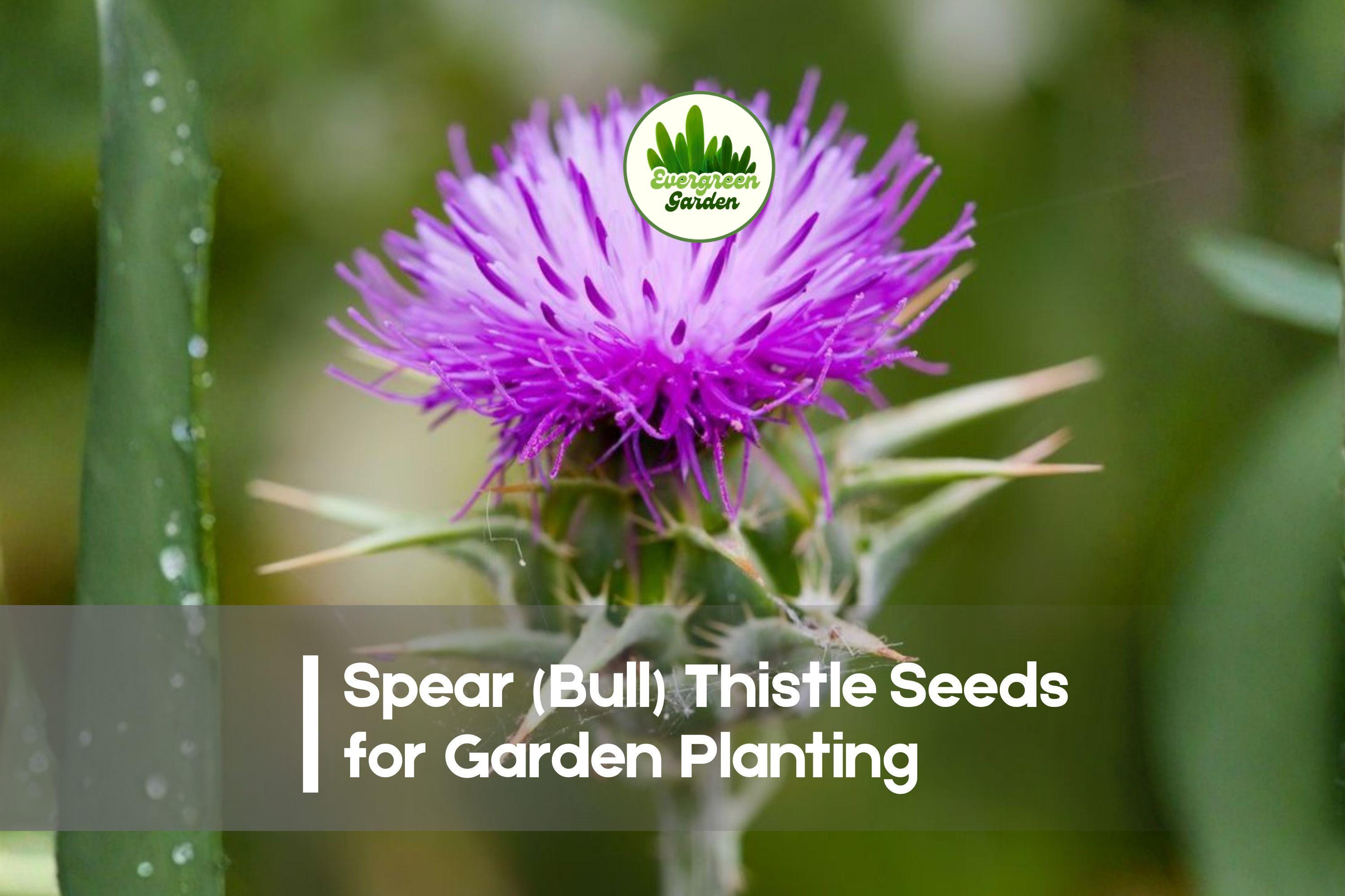 200+ Spear Thistle Seeds – Wild Cirsium vulgare, Purple Blooms, Tall Spiny Stems, Pollinator-Friendly, Drought-Tolerant, Wildflower Garden