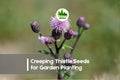 200+ Creeping Thistle Seeds - Wildflower, Purple Blooms, Pollinator-Friendly, Cirsium arvense, Perennial, Drought-Tolerant