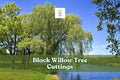 Black Willow Tree Cuttings (Salix nigra) – 6 Live Unrooted Fast-Growing Shade Trees for Landscaping & Pond Screening