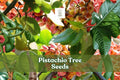 Pistachio Tree Seeds (Pistacia vera) – Drought-Tolerant Nut Tree for Edible Gardens & Landscaping – Pack of 6