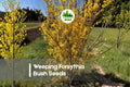 50 Weeping Forsythia Bush Seeds - Bright Golden Yellow Blooms, Forsythia suspensa, Deciduous Shrub for Landscaping