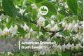 American Snowbell Bush Seeds - Styrax americanus, White Bell-Shaped Flowers, Ornamental Shrub for Garden Landscaping, 6 Seeds