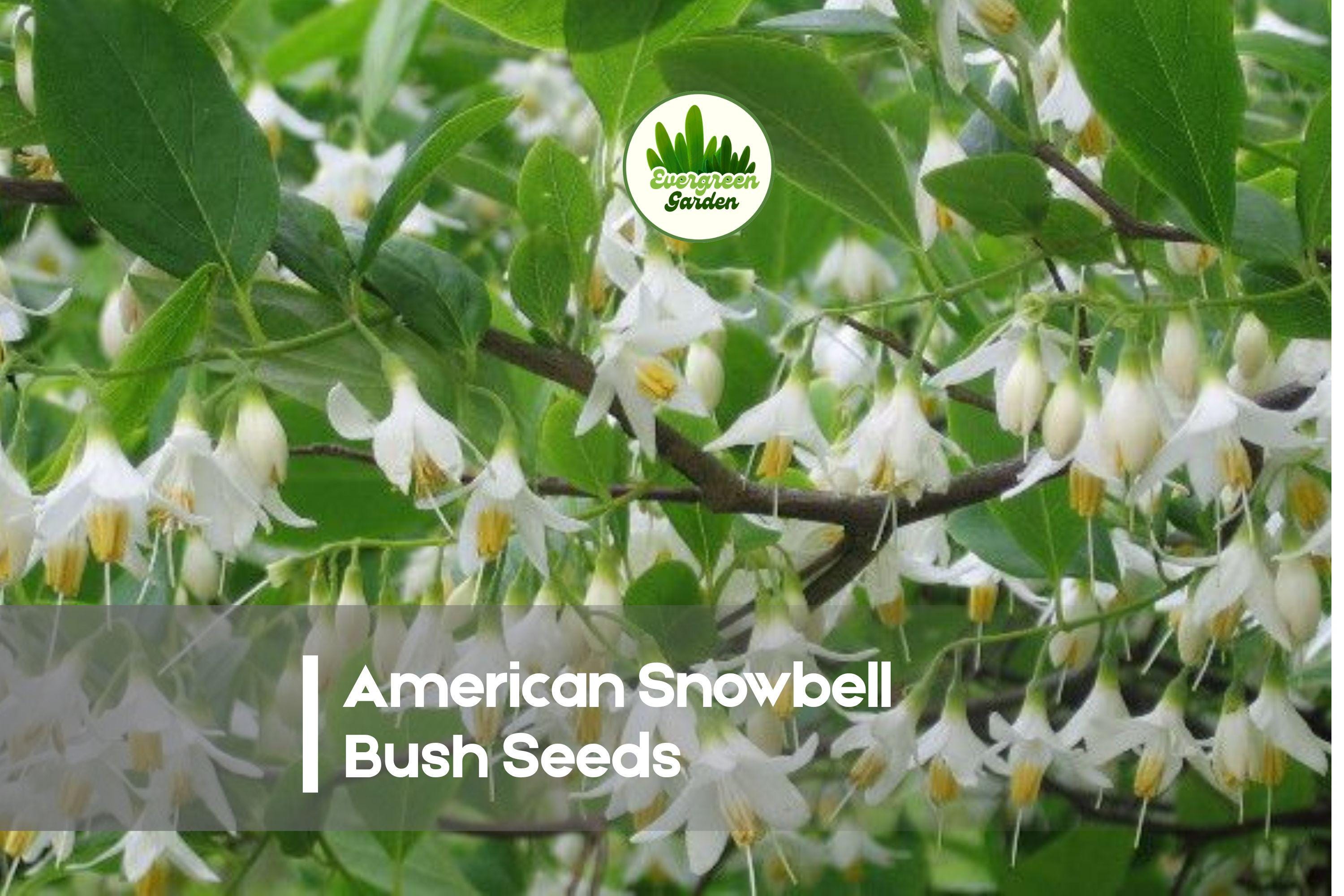 American Snowbell Bush Seeds - Styrax americanus, White Bell-Shaped Flowers, Ornamental Shrub for Garden Landscaping, 6 Seeds