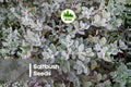 50 Saltbush Seeds - Drought-Tolerant Ornamental Shrub with Silvery Green Foliage, Atriplex spp. for Landscaping & Erosion Control