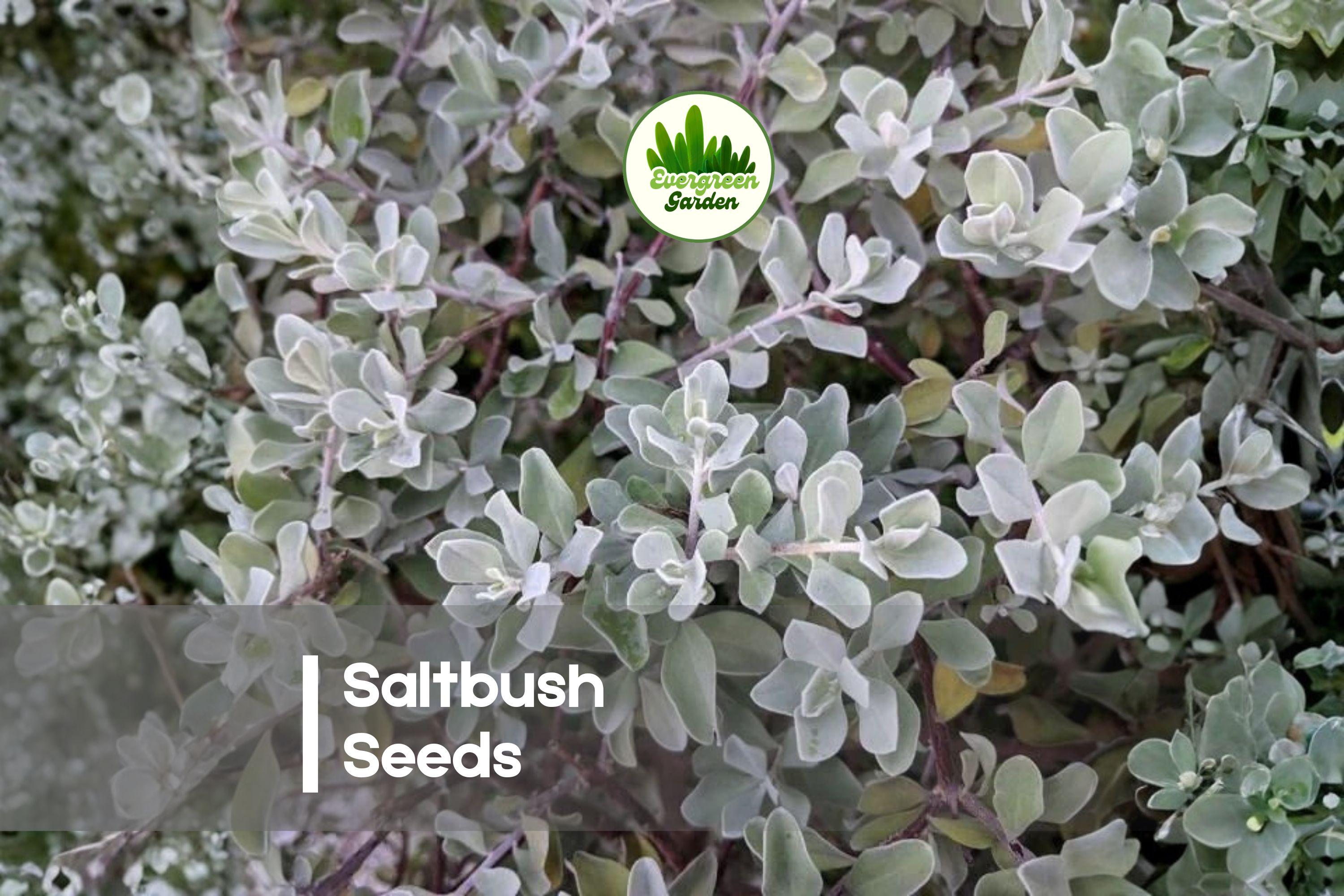 50 Saltbush Seeds - Drought-Tolerant Ornamental Shrub with Silvery Green Foliage, Atriplex spp. for Landscaping & Erosion Control