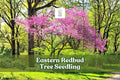 Eastern Redbud Seedling | Pink Spring Flowers | Cercis canadensis | Ornamental Shade Tree for Landscaping