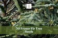 30 Fraser Fir Tree Seeds | Abies fraseri | Evergreen Christmas Tree, Conifer, Fragrant, Non-GMO