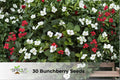Double Red Rose Seeds – Perennial Bush, Rosa hybrid, Fragrant, Full Bloom, Garden Flowers, Hedges, Containers