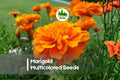 1200 Marigold Seeds, Multicolored, Bright Blooms, Annual, Garden Flowers, Pollinator Friendly, Easy to Grow