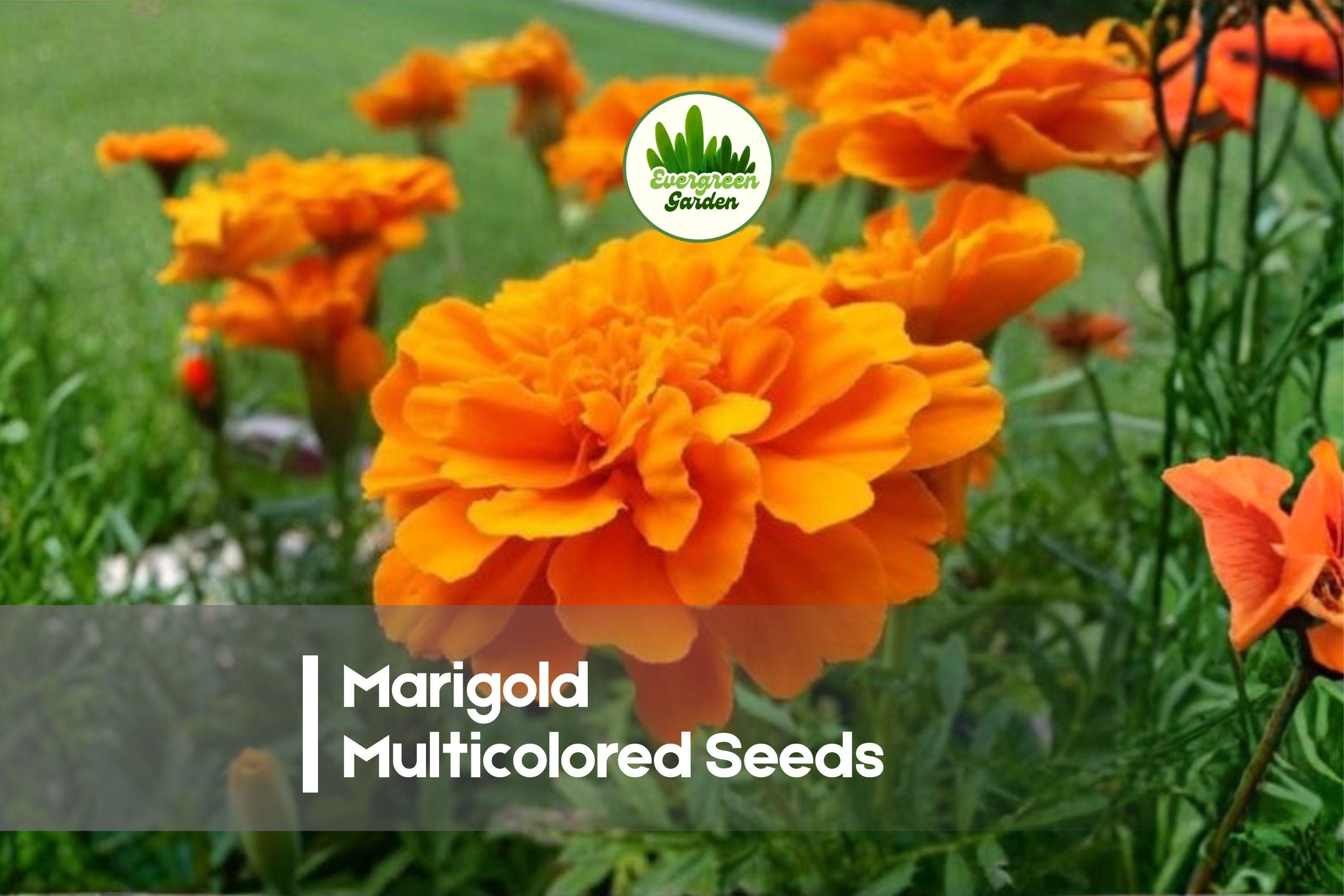 1200 Marigold Seeds, Multicolored, Bright Blooms, Annual, Garden Flowers, Pollinator Friendly, Easy to Grow